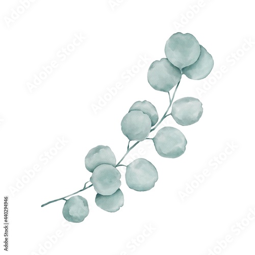 Illustration of an isolated Eucalyptus branch © Jane