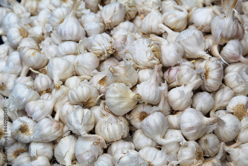 close up of garlic close up of garlic