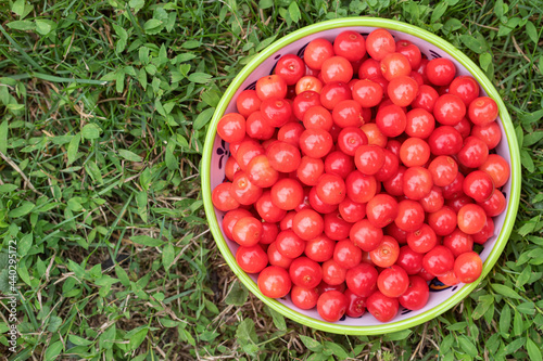 Freshly picked sour cherries in a bowl sitting in the grass