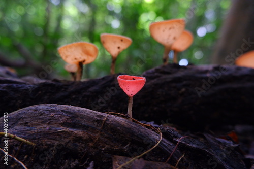 Red cup mushroom or fungi kingdom