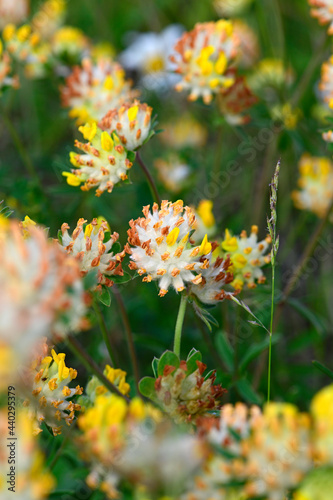 Common kidneyvetch (Anthyllis vulneraria) // Echter Wundklee, Gemeiner Wundklee photo