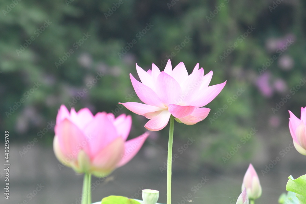 立田村のピンクの蓮の花