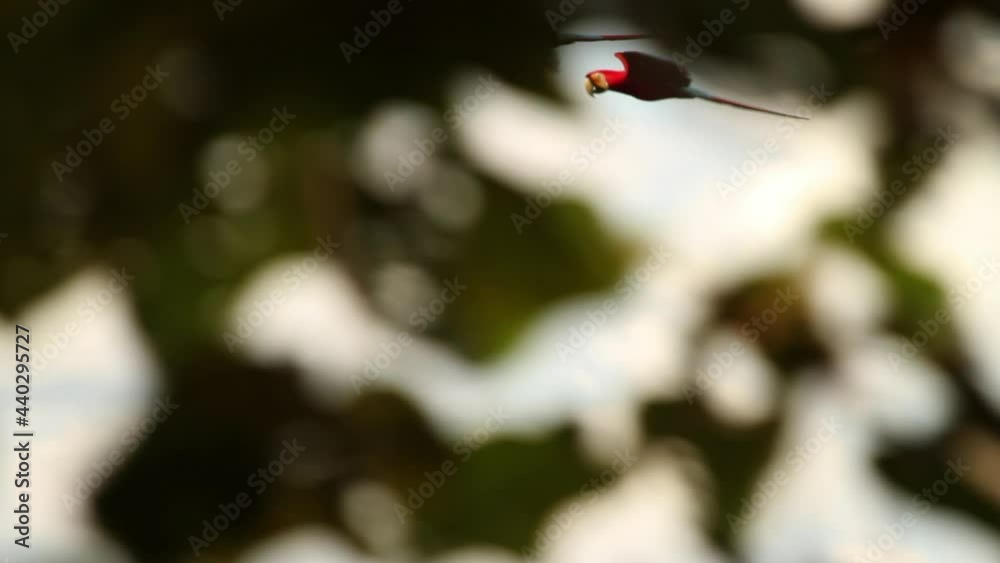 Peruvian Rainforest - Wildlife of Tambopata National Reserve, Madre de Dios, Peru Peruvian Rainforest - Wildlife of Tambopata National Reserve, Madre de Dios, Peru