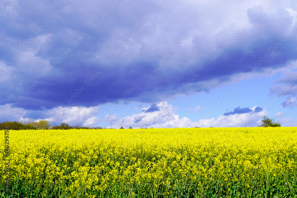 Landscape with a rapeseed field. A field of yellow flowers. Agricultural crop in the flowering period.