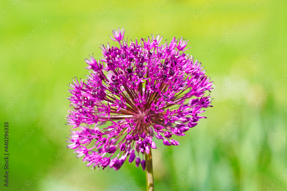 Giant onion, Allium giganteum. Close up of the plant. Pink round flower shape. Giant onion, Allium giganteum. Close up of the plant. Pink round flower shape.