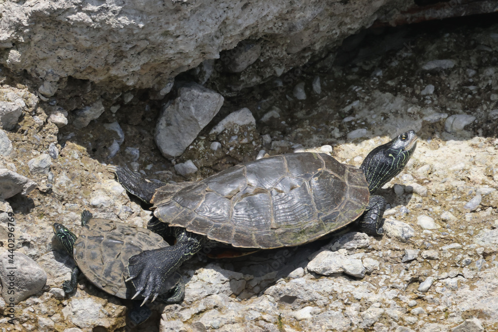 Fototapeta premium Northern Map Turtles, single and in a group, on a rocky shoreline on a river on a bright summer day 