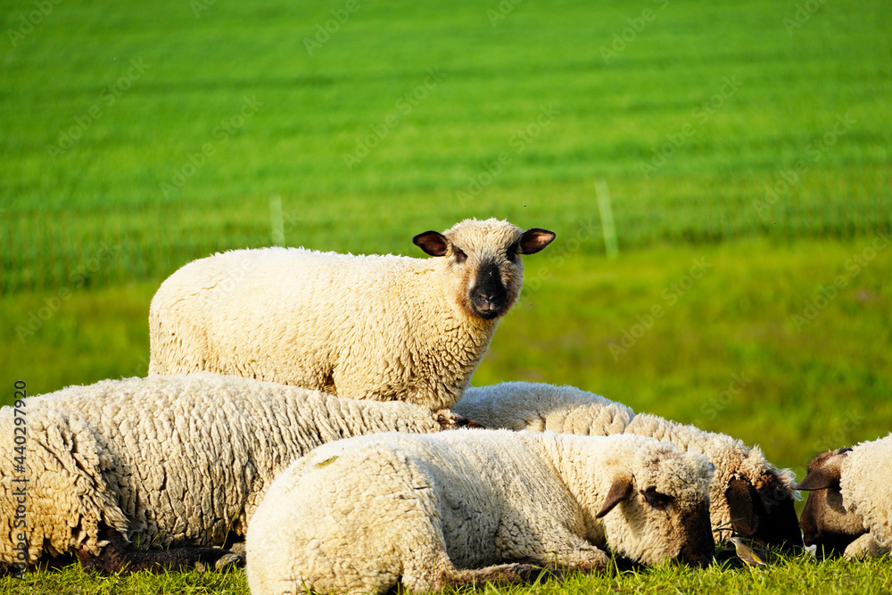 Fototapeta premium Sheep on a green meadow. Flock of sheep grazing in a pasture. Herd animals, mammals.