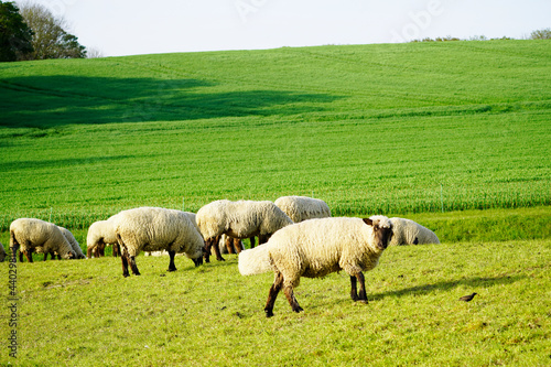 Sheep on a green meadow. Flock of sheep grazing in a pasture. Herd animals, mammals.