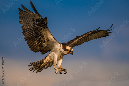 An osprey in the air with open wings during sunset