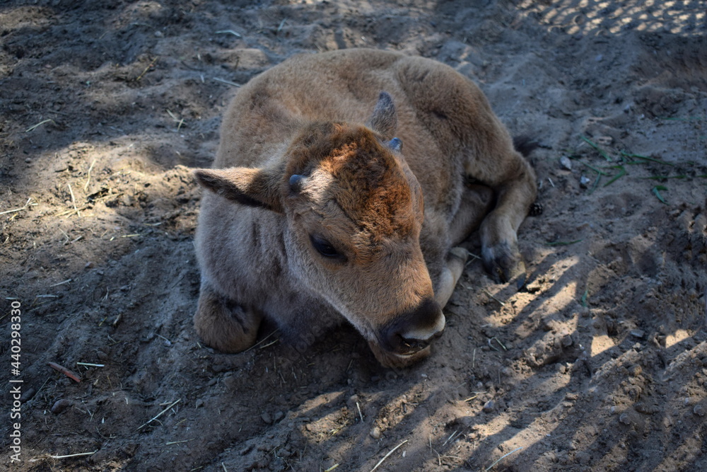 american bison calf in the kennel pen american bison calf in the kennel pen