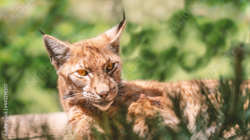 A resting lynx watching toward the photographer