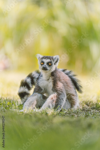 A sitted lemur with a funny look