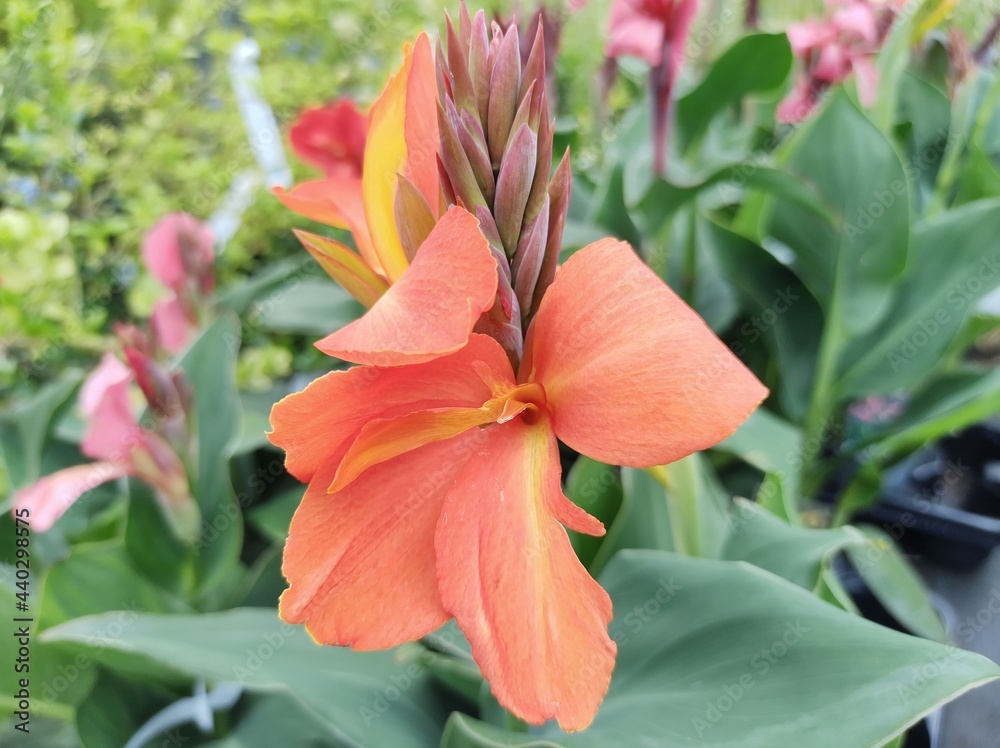 Fototapeta premium Canna x generalis 'Cannova Mango'