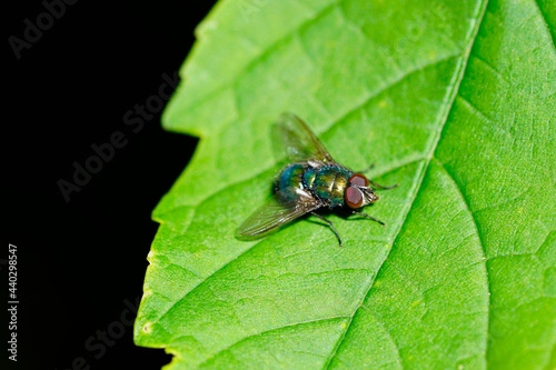 Close up of a blowfly on a green leaf. Calliphoridae. Green fly. photo