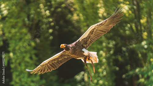 Close up picture of a flying bald eagle