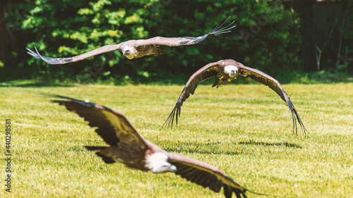 Action photography of three vulture flying