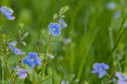 blue flowers on grass