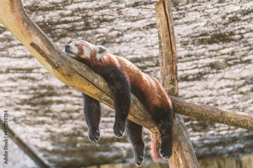 A sleeping red panda on a branch