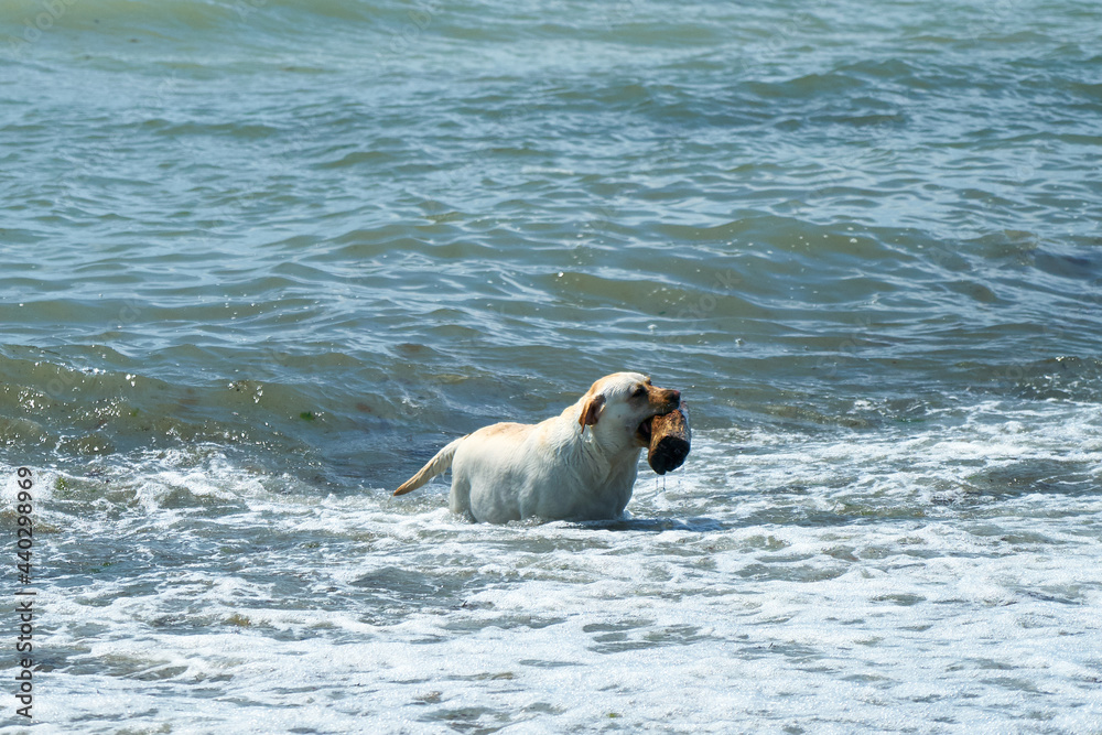Dog playing with a stick by the sea. A dog brings a stick thrown into the sea.