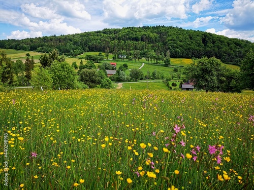 Obraz na płótnie Flowers in a wild meadow on a sunny day. w salonie