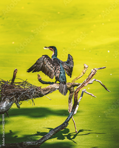 A great cormorant preparing his jump to catch a fish