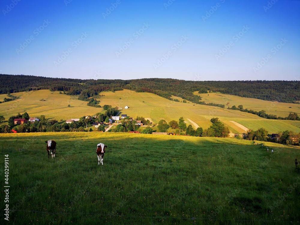 Cows grazing in the meadow. Blue sky in the background.