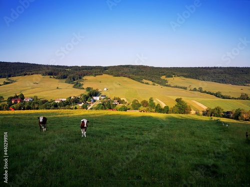Obraz na płótnie Cows grazing in the meadow. Blue sky in the background. w salonie
