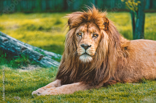 Fototapeta Naklejka Na Ścianę i Meble -  Close up portrait of a lion