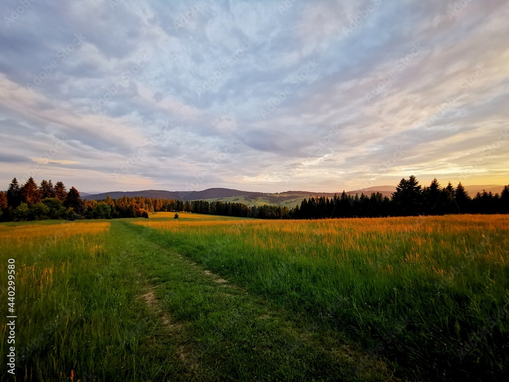 A grassy road through meadows. View at sunset.