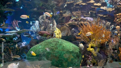 морской риф