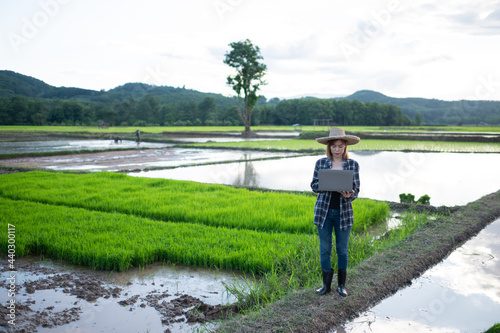 A woman farmer examines the rice field and sends data from laptop  to drive.  Smart farming and digital agriculture concept. © waragron