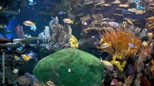 морской риф