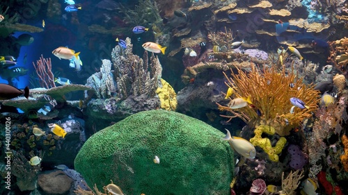 морской риф