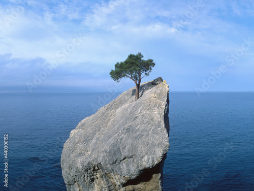  tree that fights for life on a rock photo