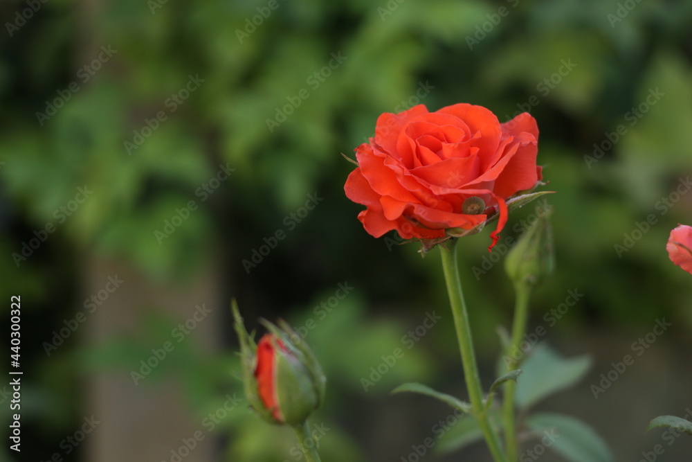 red tulip in garden red tulip in garden