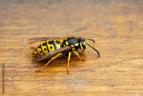 Wasp on a brown wooden background. Insect close up. Macro photography of a real wasp. Vespidae. © Elly Miller