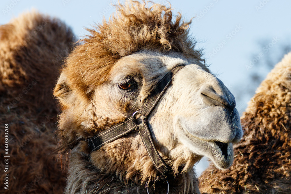 beautiful camel (head) against the blue sky