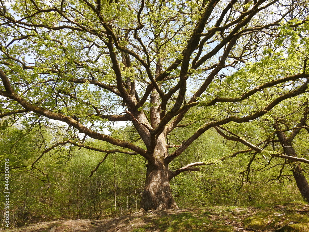 Obraz premium tree in the forest