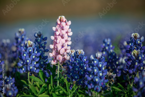 beautiful fields of spring texas bluebonnets in hill country