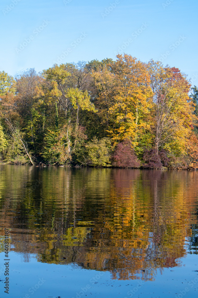 Autumn in the forest