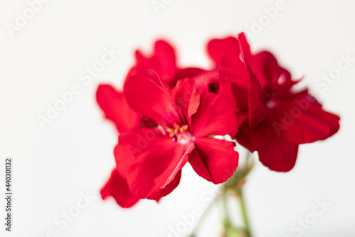 red flower isolated on white