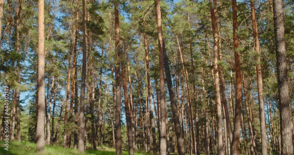 Panorama of a coniferous forest in the rays of sunlight. Camera movement to the side and up to the tops of the trees. Panorama of a coniferous forest in the rays of sunlight. Camera movement to the side and up to the tops of the trees.
