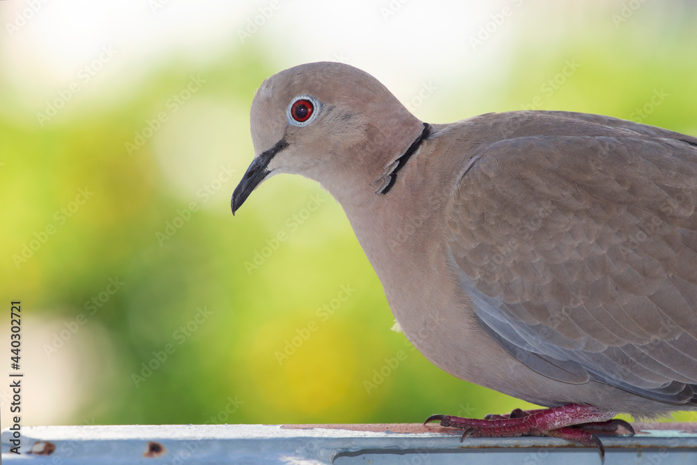dove on a fence ,on green blurred background. selective focus. The Eurasian collared dove (Streptopelia decaocto) is a dove species native to Europe and Asia dove on a fence ,on green blurred background. selective focus. The Eurasian collared dove (Streptopelia decaocto) is a dove species native to Europe and Asia