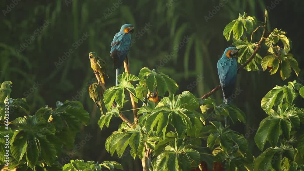 Peruvian Rainforest - Wildlife of Tambopata National Reserve, Madre de Dios, Peru