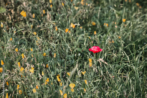 爽やかな初夏の公園の花畑の風景