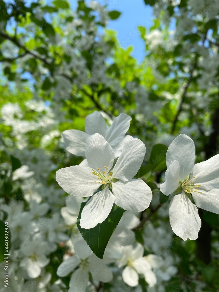 Fototapeta premium apple tree blossom