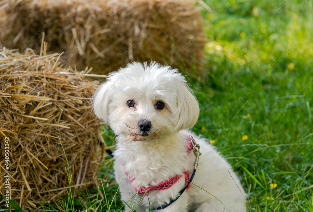 A portrait of a Maltese dog standing next to a bale of hay