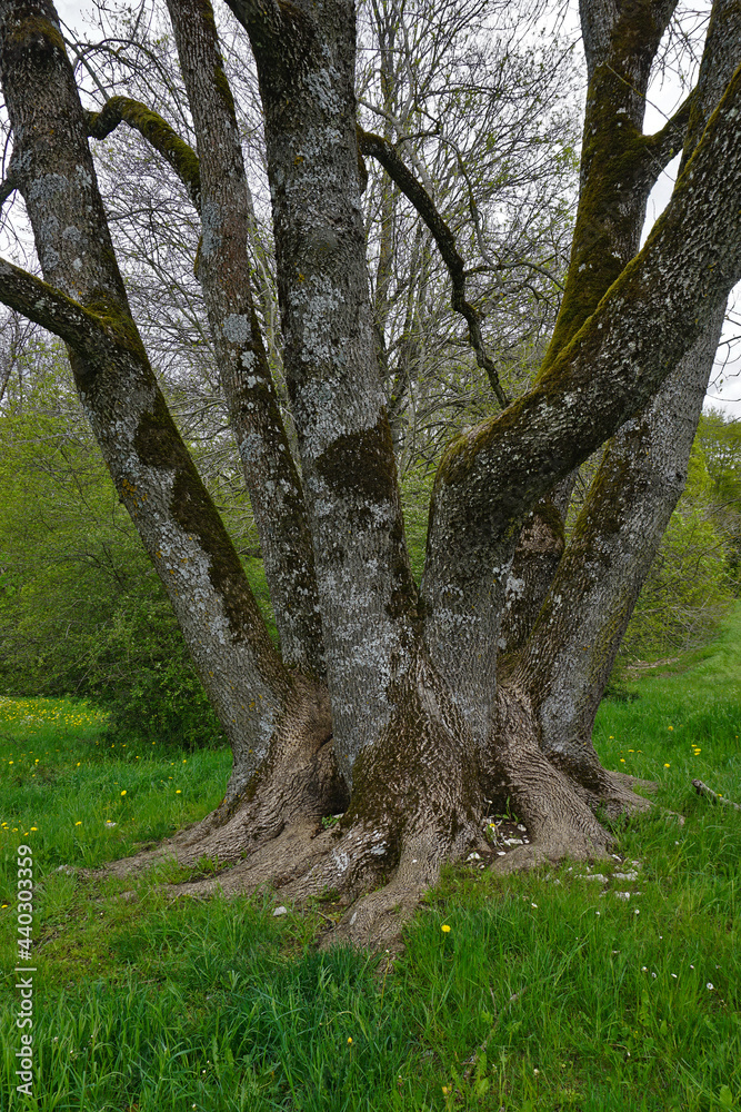 Fototapeta premium Gemeine Esche, Fraxinus excelsior, european ash