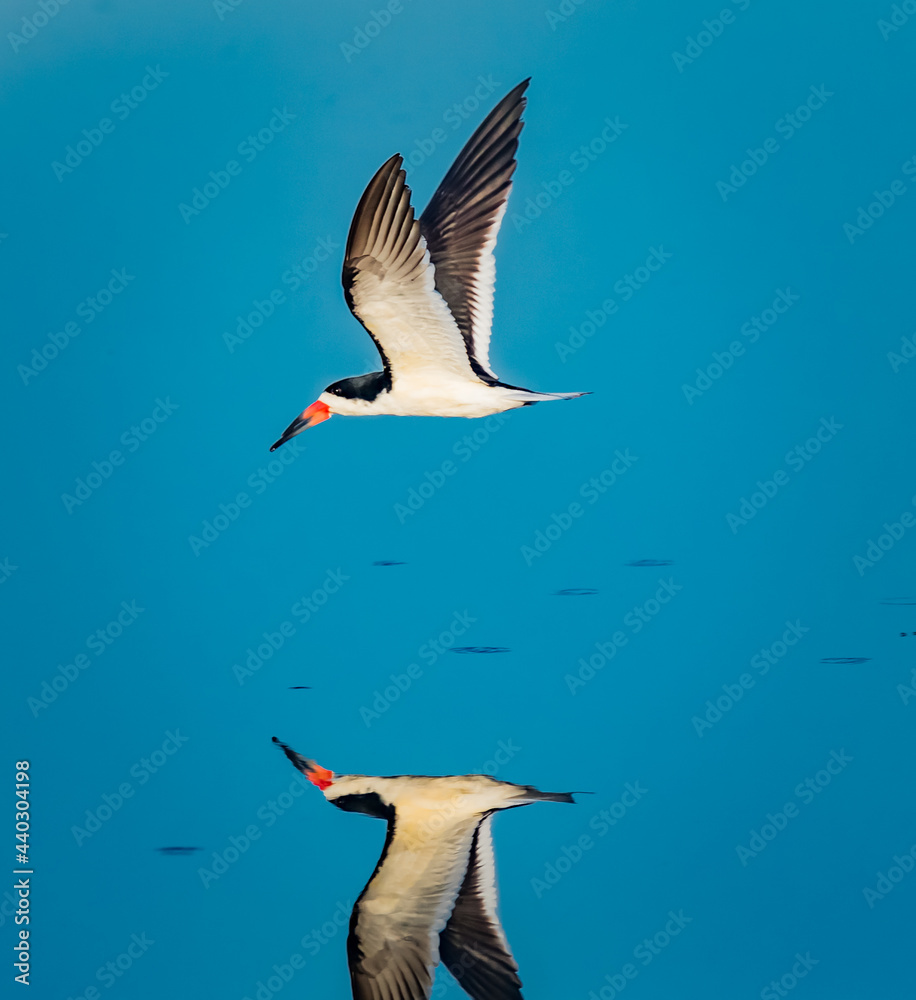 Obraz premium Black skimmer glides over the water of reflecting pond