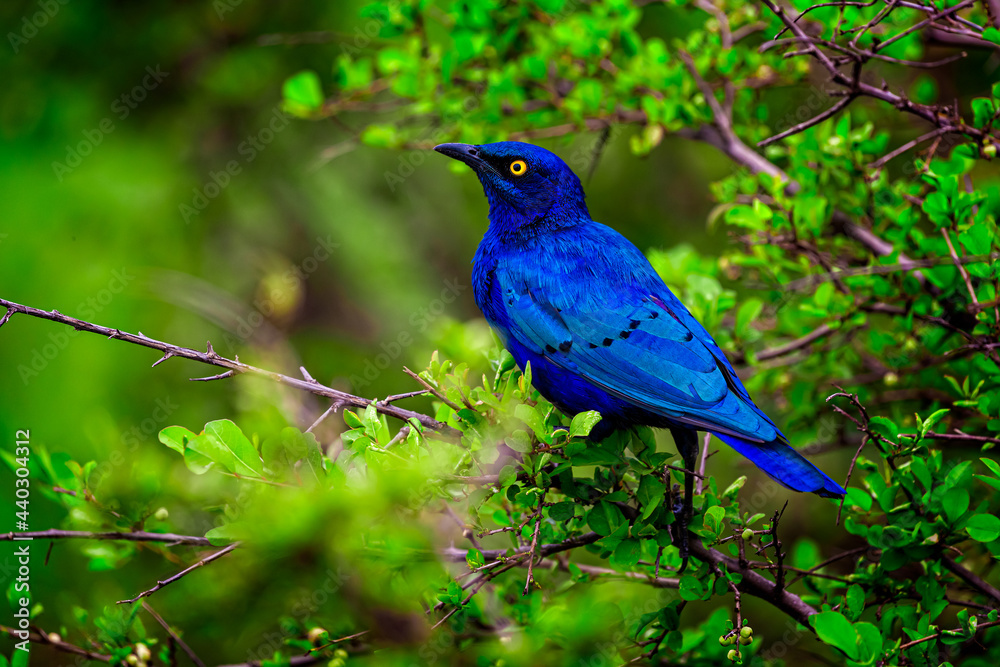 Cape starling (Lamprotornis nitens) or Cape bright starling, from Kenya.